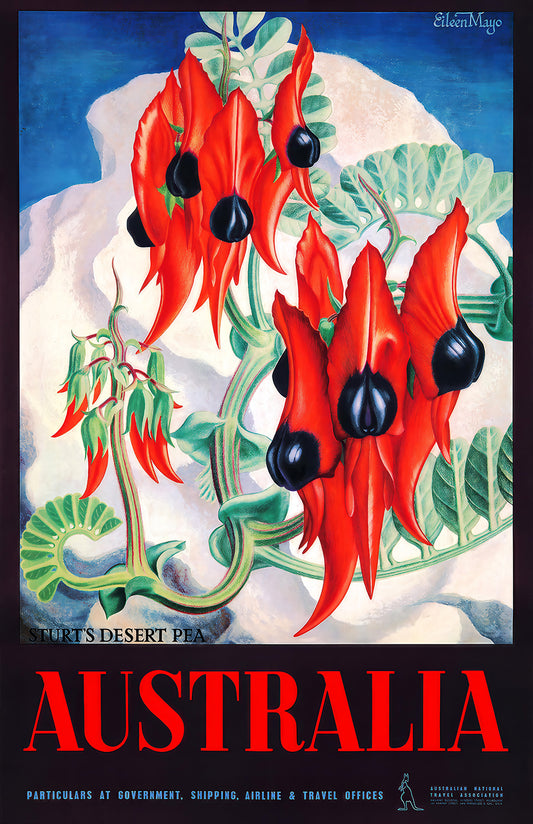 Australia desert pea poster print, Sturt’s Desert Pea art, vintage floral wall decor